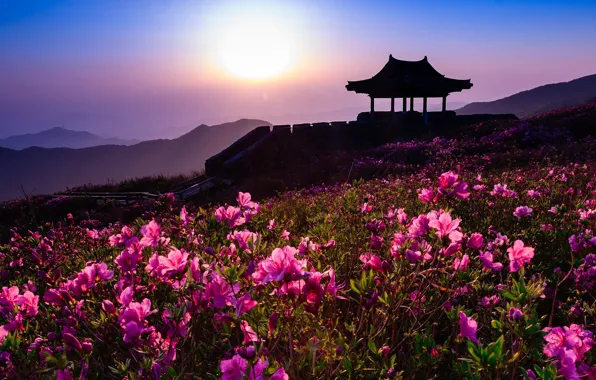 Картинка пейзаж, закат, цветы, горы, природа, вечер, Южная Корея, павильон