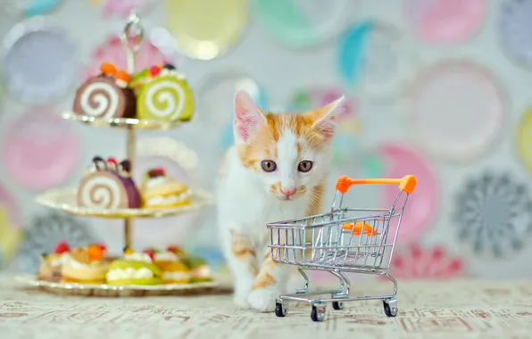 Кошка, взгляд, поза, котенок, мордашка