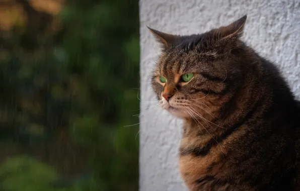 Кошка, кот, природа, дождь, портрет