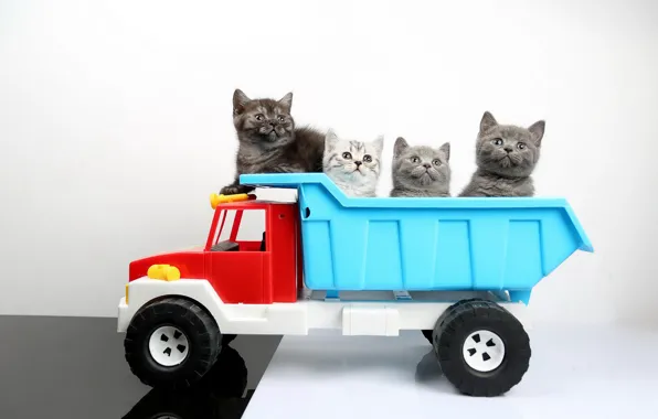 Машина, кошки, игрушка, грузовик, котята, британские
