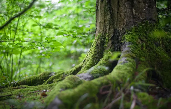 Лес, природа, мох, forest, nature, зеленая листва, moss, корни дерева