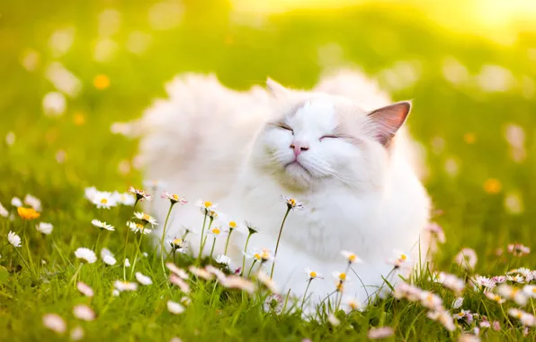 Картинка кошка, цветы, маргаритки, блаженство, Рэгдолл