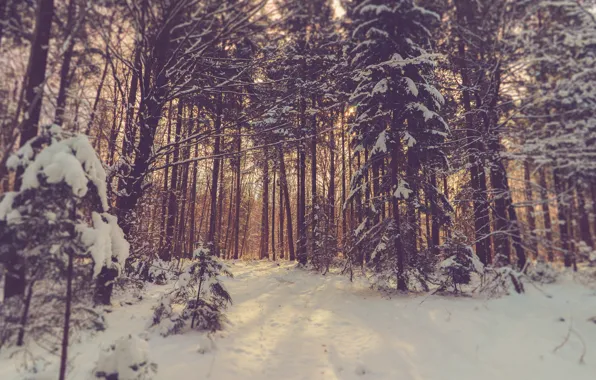 Forest, trees, winter, snow, sunlight, woodland
