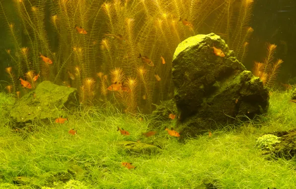 Рыбки, widescreen, обои, аквариум, рыбка, растения, wallpaper, широкоформатные