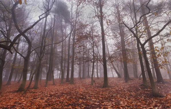 Картинка лес, листья, деревья, туман