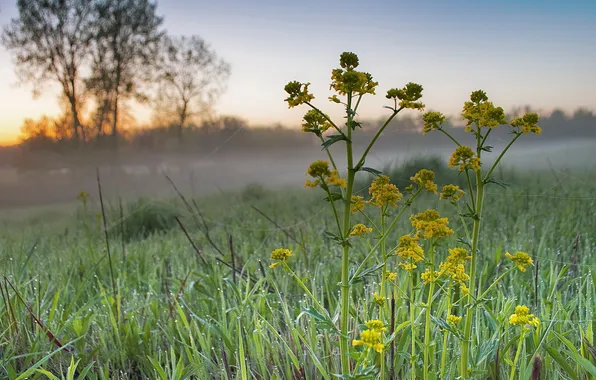 Картинка трава, цветы, туман, роса, рассвет, утро, паутинка