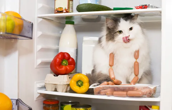 Кот, сосиски, холодильник, перец, Cat, продукты