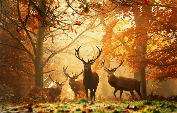 Картинка осень, лес, животные, желтые листья, рога, олени