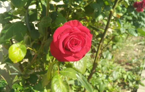 Роза, Red rose, Красная роза