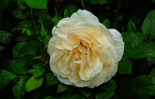Rose, flower, blooming
