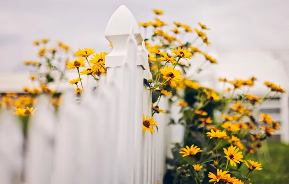 Картинка лето, цветы, забор