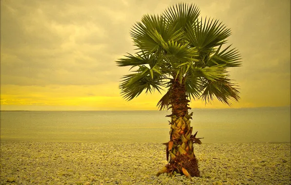 Картинка море, пляж, пальма, дерево, ницца