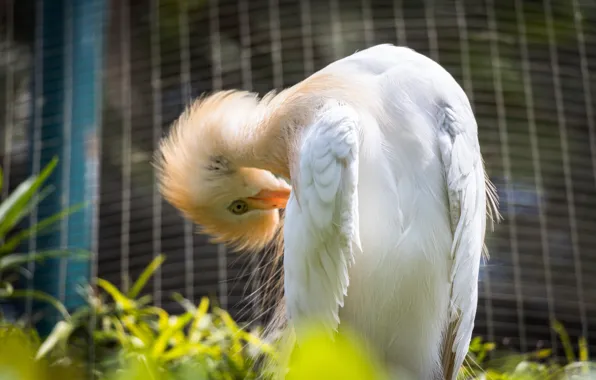 Bird, birds, animal, kuala lumpur, bird park