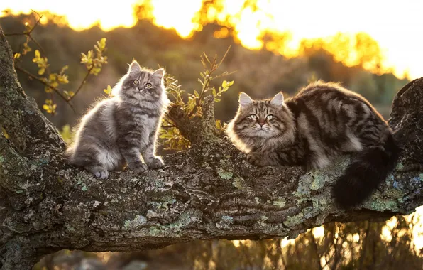 Кошка, кот, кошки, природа, котенок, коты, мама