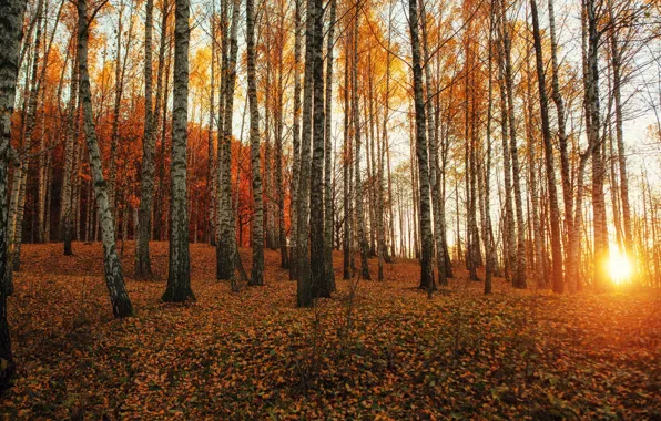 Картинка осень, лес, природа