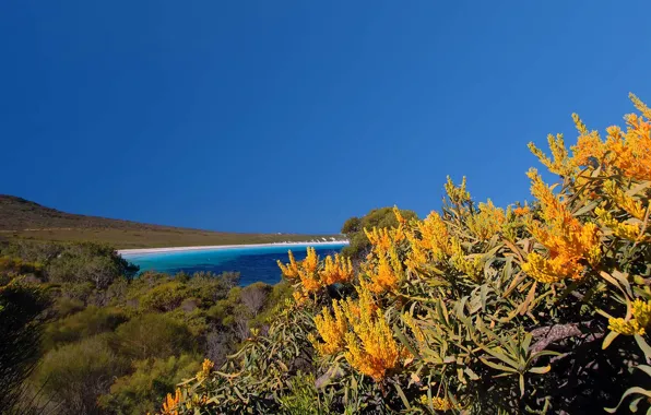 Море, цветы, Австралия, Cape Le Grand National Park, нуитсия