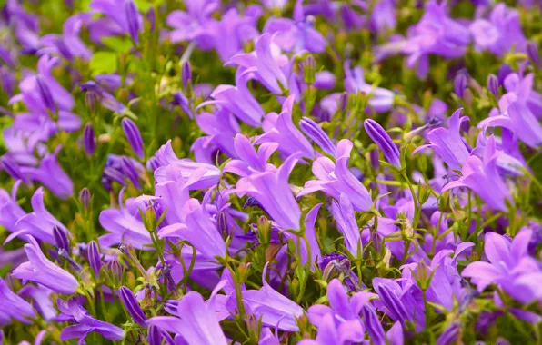 Картинка Весна, Колокольчики, Spring, Purple flowers