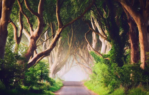Деревья, туман, утро, Северная Ирландия, графство Антрим, дорога Bregagh Road, Баллимони, Темная аллея