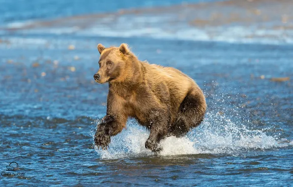 Картинка медведь, Аляска, Alaska, Cook Inlet, Залив Кука