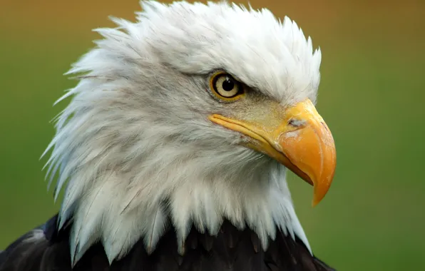Птица, голова, перья, клюв, белоголовый орлан, bald eagle