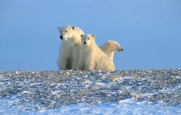 Картинка белые медведи, Арктика, Север