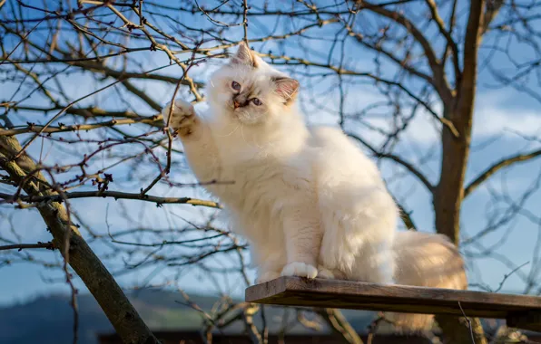 Кошка, небо, кот, взгляд, свет, деревья, ветки, природа