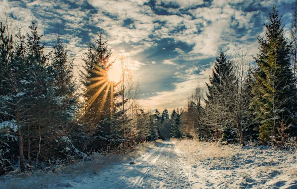 Зима, дорога, лес, солнце