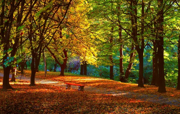 Картинка осень, деревья, скамейка, парк, листва, тропа, Nature, trees