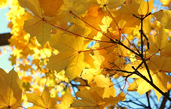 Желтые листья, Осень, природа nature, листья клена, природа ., осенни листья, желтые кленовые листья