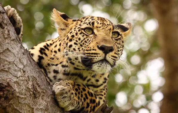 Leopard, tree, feline