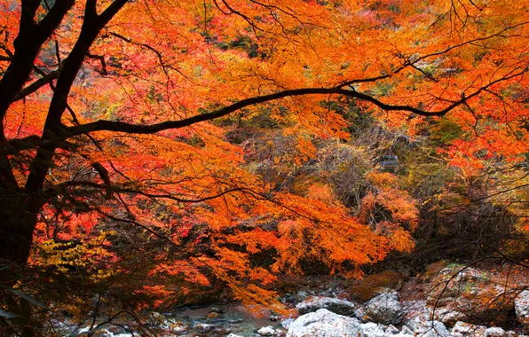 Картинка осень, лес, листья, река, ручей, камни, дерево