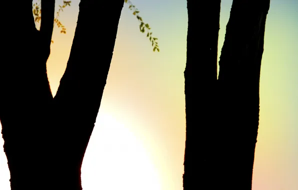 Деревья, ветки, тень, вечер, tree