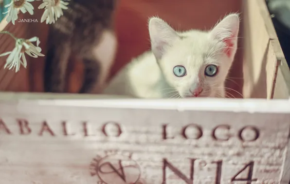Картинка взгляд, ромашки, мордочка, котёнок, ящик, голубые глаза, белый котёнок