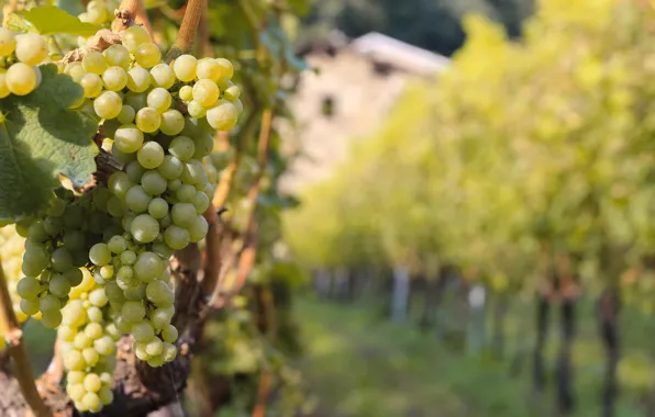 Italy, wine, food, grapes, farm, vineyard, Valtellina