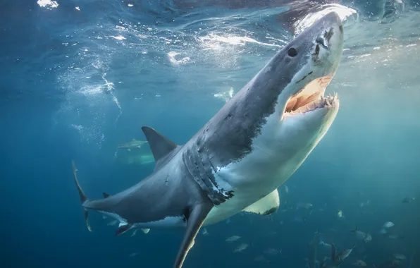 Картинка море, природа, Great white shark
