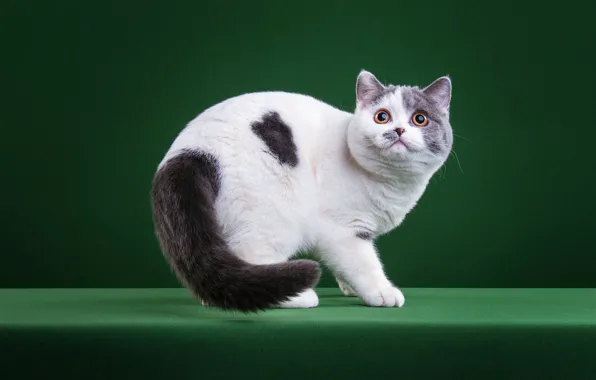 Кошка, белый, кот, взгляд, поза, котенок, мордочка, пятна