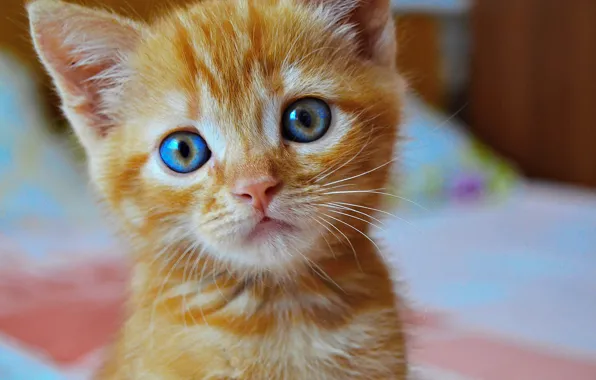 Глаза, кот, взгляд, котенок, голубые, рыжий, милый