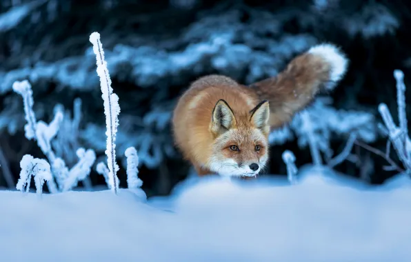 Картинка зима, иней, взгляд, морда, снег, природа, поза, ели