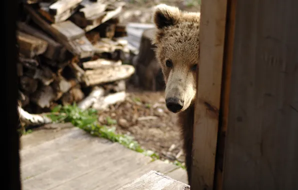 Дом, животное, обои, нос, медведь, дрова, wallpaper, медвежонок