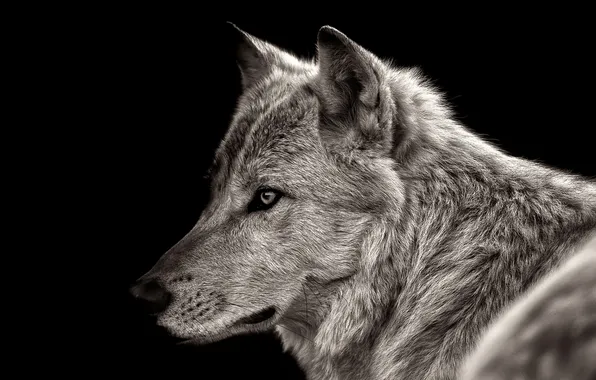Картинка nature, face, animal, wolf, wildlife, head, fur, mammal