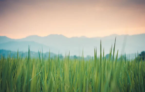 Картинка трава, макро, роса, Thailand, зеленая, Pai