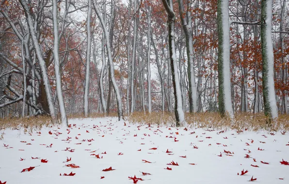 Картинка зима, листья, природа