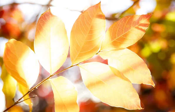 Осень, листья, природа