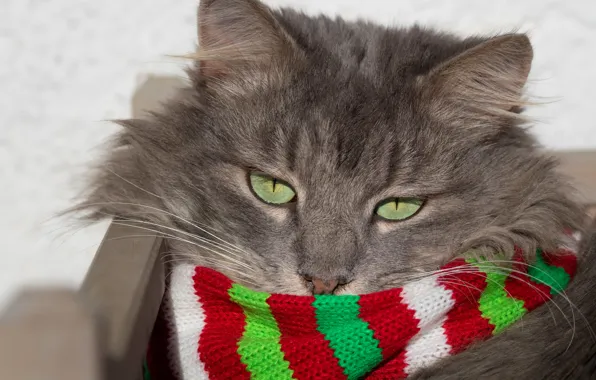 Картинка кошка, кот, взгляд, морда, шарф, зеленые глаза