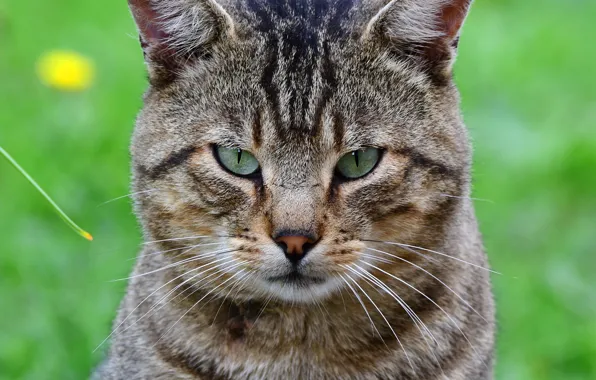 Картинка кошка, кот, взгляд, крупный план, серый, портрет, полосатый