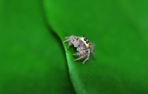 Картинка макро, лист, паук, lil spider