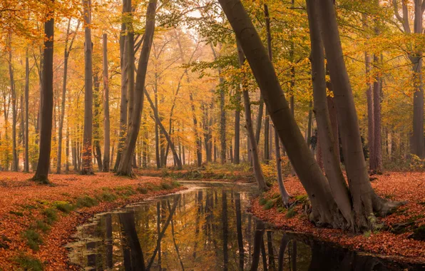 Осень, парк, Нидерланды, Голландия, Voorstonden