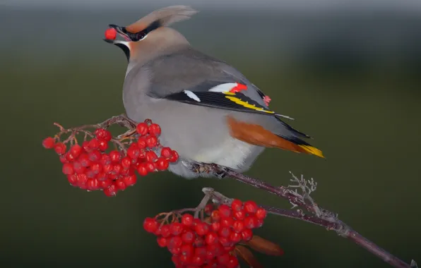 Картинка ягоды, фон, птица, рябина