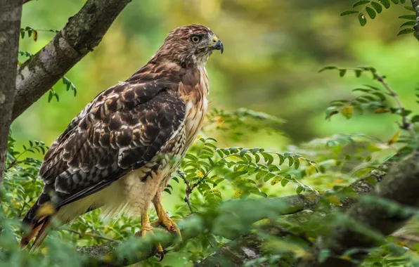 Картинка bird, animal, Red Tailed Hawk, Bird Prey