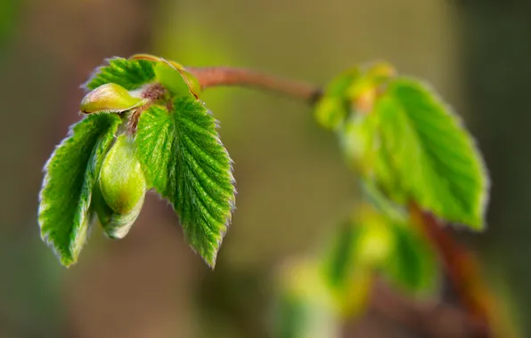 Spring, leaf, twig